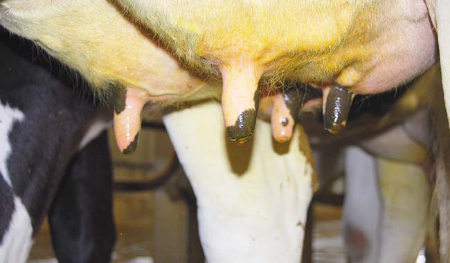 control mastitis servet talavera - Inicio